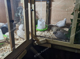 Quails for sale