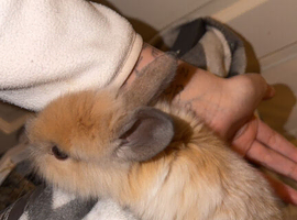 Lion head rabbits
