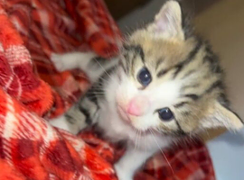 one male kitten ready now