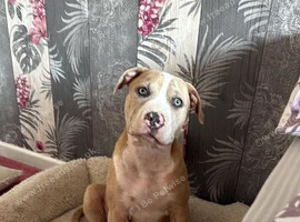 American bully cross puppy