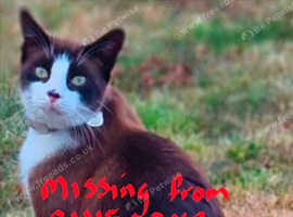 Bring Fudge home