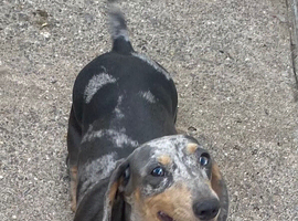 Lilac and cream dapple miniature dachshund