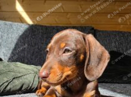 READY NOW Kc registered mini dachshund pups