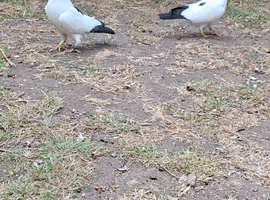 Highflyer Fancy Racing Pigeon