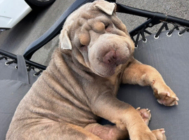 Shar pei lilac and tan