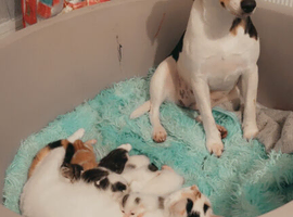 Unusual marking kittens