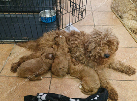 Cavapoo puppies