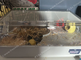 Female gerbil Molly