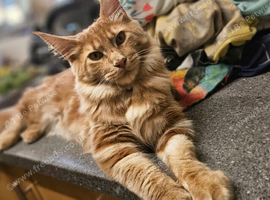 Purebred mainecoon rehome