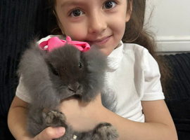 Bunny for sale