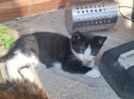 Kitten