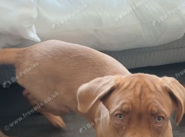 6 month old female