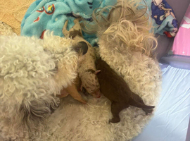 Miniature poodles