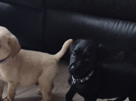 Top Quality Kc registered labrador pups
