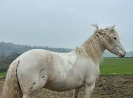 14.2hh appaloosa cob