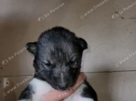 Small Siberian husky puppies