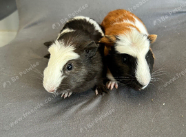 Two baby boy brother guinea pigs