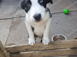 Border collie pups for sale