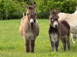 Sally and Simon donkey mare and foal