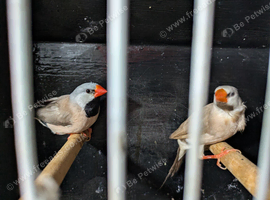 Hex grass finch pair