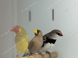 Star finches