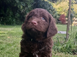 Gorgeous Chocolate F1 Sproodle Puppies *2 Left*