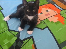 Kittens
