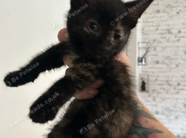 2 female kittens ready now