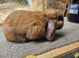 Mini lop female