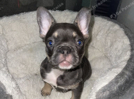 French bulldog 9weeks female