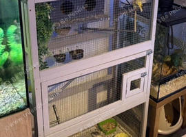 4 canaries 1 button qail and cage