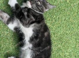 Gorgeous male kitten