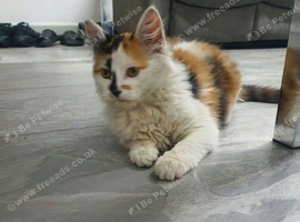 Tortoiseshell