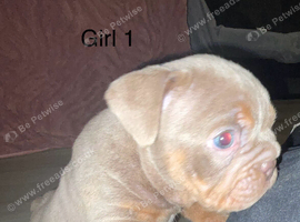 Old english bulldog puppies