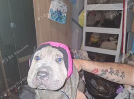 2 12 week old shar pei girls