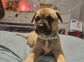 Bull herder - (green boy) ready 1st November