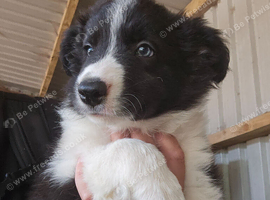 READY NOW! Working Border Collie Pups