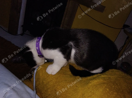 Femal black and white kitten