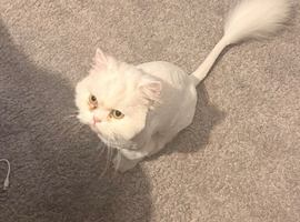 White Persian cat for sale