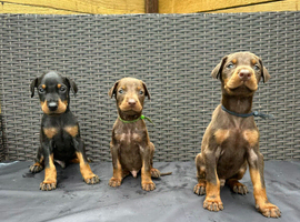 Beautiful family dobermanns *3 pups left *