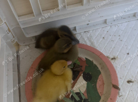 2 khaki Campbell and 1 white Campbell ducklings