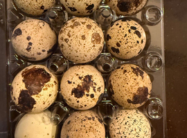 Jumbo Quail eggs for hatching