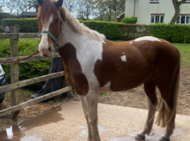 Horse wanted 15.2hh+