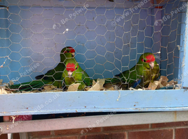 Baby kakarikis for sale
