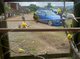 5 pair of Bengalese finches