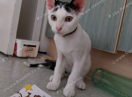 Lovely Kitten MIMI