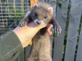 Jill and male 8 weeks looking for new home