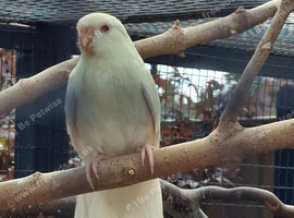 Beautiful young cream red eyed kakariki