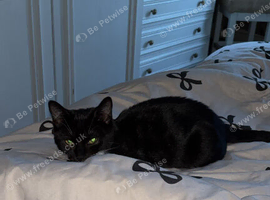 5 month old kitten