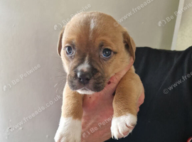 7 week old pocket bullys